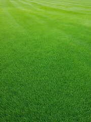 spring background with clean inexperienced grass