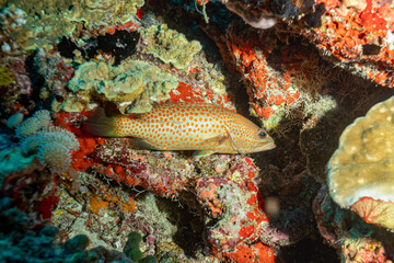 Maldives, Coral Grouper (Cephalopholis miniata)