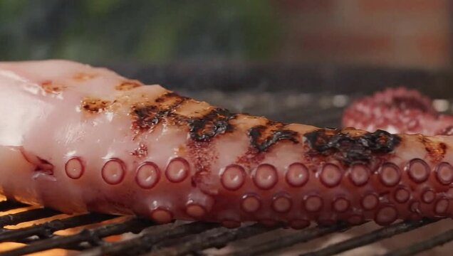 Octopus tentacle grill with char