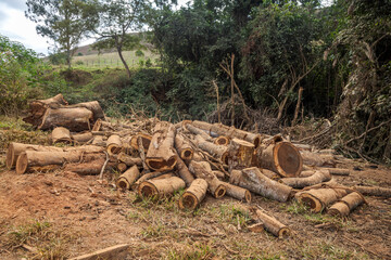 Logs of wood cut in a rural area of the municipality of Guarani, state of Minas Gerais, Brazil
