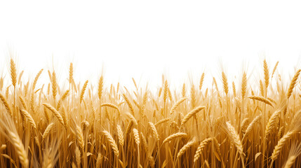 Field of wheat on white. EPS 10