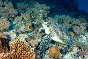 Maldives, Green Sea Turtle (Chelonia mydas)