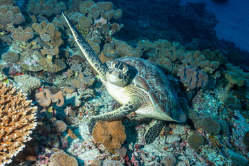 Maldives, Green Sea Turtle (Chelonia mydas)