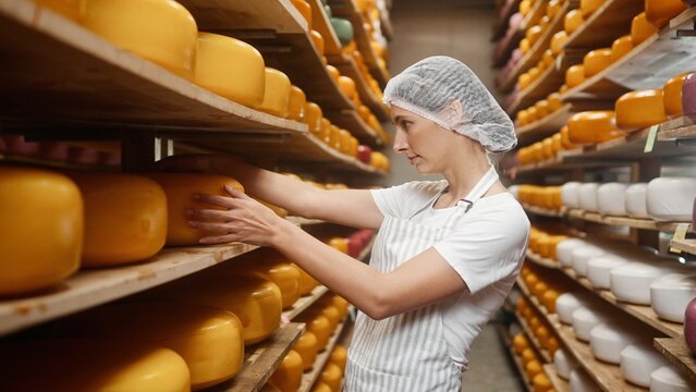 Caucasian young pretty woman and man checking ripening process of dairy products. Group of two cheese makers producing various types of cheese at farm house. Male and female workers producing cheese