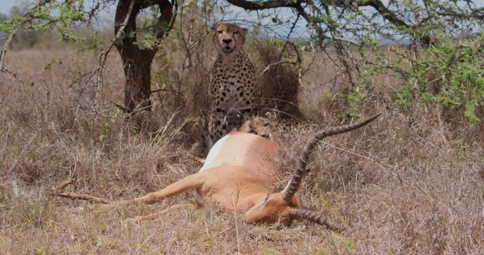 Wide of two Cheetahs (Acinonyx jubatus) one eating dead Impala (Aepyceros melampus) and other sitting in shade at noon in Savannah in Kenya