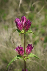 Fototapeta premium Close-up of purple gentian (Gentiana purpurea) blooming on an alpine meadow, vertical composition; ideal for botany, mountain flora, ecology, and conservation themes.
