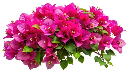 Obraz premium Lush Bougainvillea Bloom Displaying Vibrant Pink Hues on a White Background