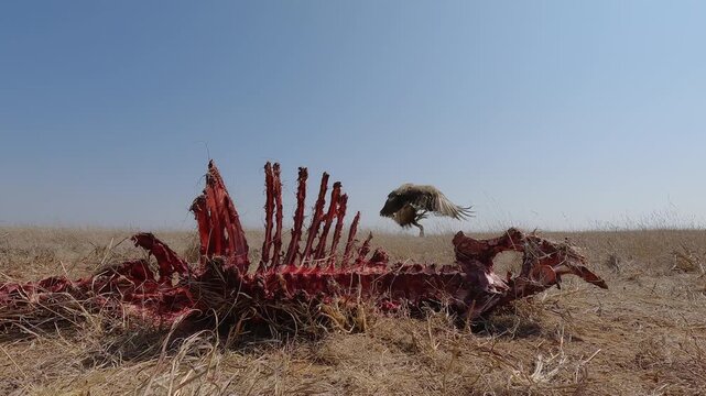 Low wide angle of a Ruppell's Griffon Vulture (Gyps rueppellii) taking off near a carcass in dry savannah grassland at midday in Kenya
