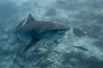 Fototapeta premium Maldives, Fuvahmulah, Tiger Shark (Galeocerdo cuvier)