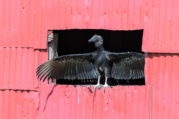 young vulture spreads wings