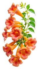A vibrant close up of a Trumpet vine flower on a white backdrop