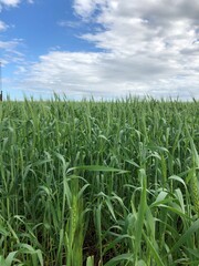 Green wheat field under a cloudy, blue sky