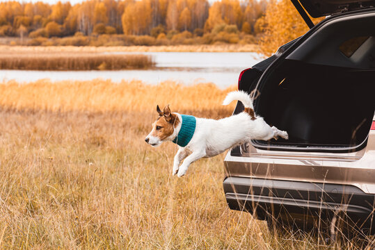 Jack russell terrier dog jumping from car trunk during autumn road trip adventure with family pet