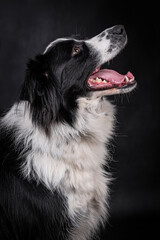 the portrait of happy Mongrel, Mutt  Dog