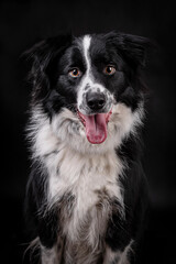 the portrait of happy Mongrel, Mutt  Dog