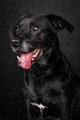 the portrait of happy Mongrel, Mutt  Dog