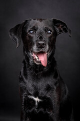 the portrait of happy Mongrel, Mutt  Dog