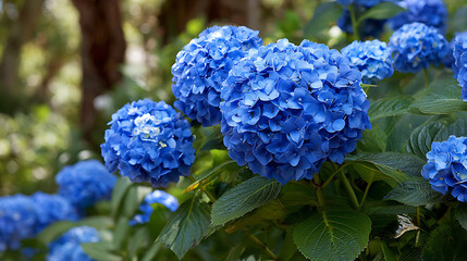 Vibrant blue hydrangeas bloom in lush green foliage flowers floral