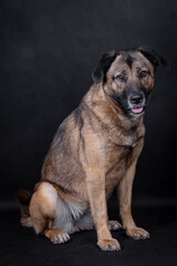 the portrait of happy Mongrel, Mutt  Dog
