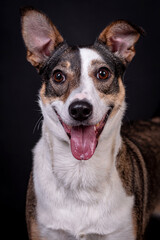 the portrait of happy Mongrel, Mutt  Dog
