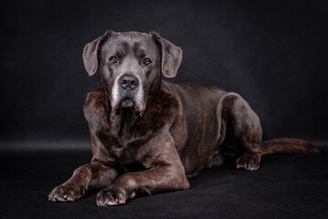 the portrait of happy Mongrel, Mutt  Dog
