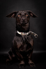the portrait of happy Mongrel, Mutt  Dog

