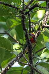 A Coopersmith Barbet bird was on a tree branch, Close-up of barbet perching on branch, Exotic bird...
