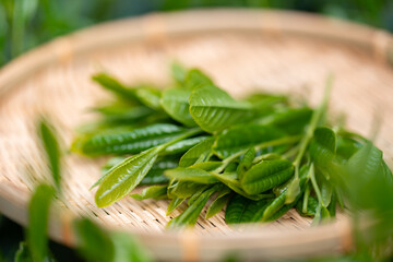茶葉　茶畑