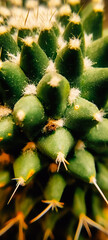 cactus close up