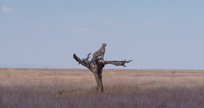 Wide of Cheetah (Acinonyx jubatus) standing on a dead tree and scanning the horizon on sunny day in Savannah grassland in Kenya