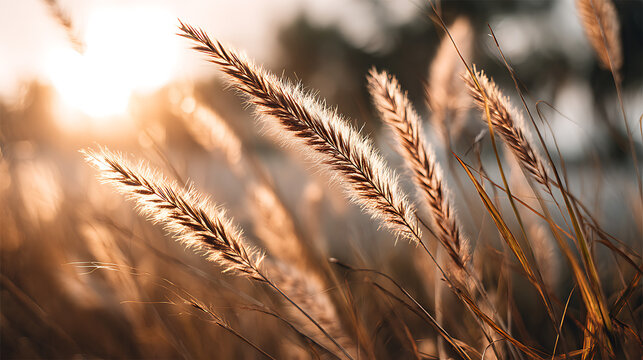 Golden sunlit feathery grass stalks swaying gently in the breeze golden hour sunlight