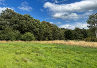 A lush green meadow unfolds, edged by dense trees and a soft, cloud-streaked sky. Golden grasses sway gently among varied heights in, Harden, Bingley, UK