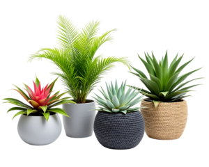  group of four potted succulents and tropical plants with unique shapes and textures, isolated on transparent background