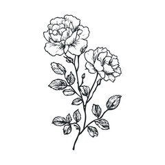 Intricate black and white floral sketch of blooming roses on branch