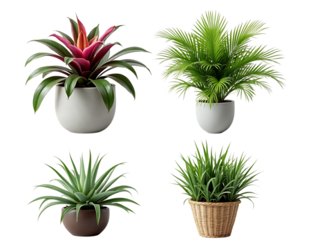  collection of four potted houseplants with bromeliad, palm, and succulents isolated on transparent background