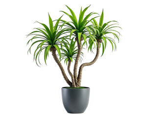 Obraz premium a potted dracaena plant with multiple stems and green leaves, isolated on transparent background