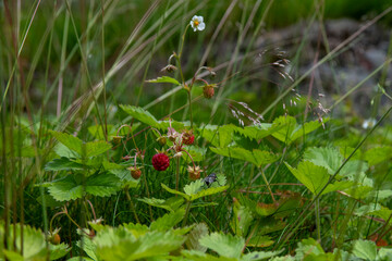 














Wild strawberry 

