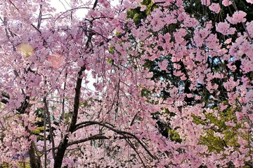 日本、京都、平安神宮、神苑、桜、花、庭園、春、歷史名勝、綠色、風景、青空、春、写真素材	
