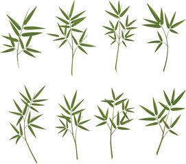 Various Bamboo Branches with Green Leaves, Bamboo Plant Stem, Fresh Bamboo Shoots for Nature, Landscaping, Greenery, and Garden Design