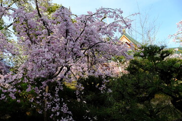 日本、京都、平安神宮、神苑、桜、花、庭園、春、歷史名勝、綠色、風景、青空、春、写真素材	
