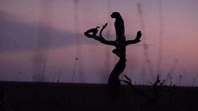 Very wide gimbal parallax of Cheetah (Acinonyx jubatus) standing on dead tree in savannah silhouetted against cloudy sunset in Kenya