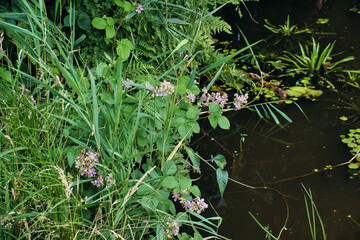Flowering blackberry bush, ferns, grasses and aquatic plants on the bank of a swamp. National Park...