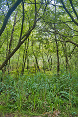 Swamp forest with trees, mosses, grasses and ferns in soft shades of green, in nature reserve Rottige Meente, Wolvega, province of Friesland, Netherlands
