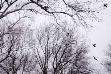Pigeons hanging out in a city park