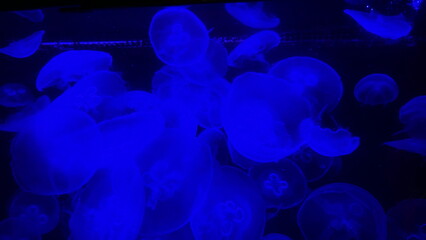 Group of moon jellyfish illuminated in deep blue light, drifting gracefully in an aquarium display