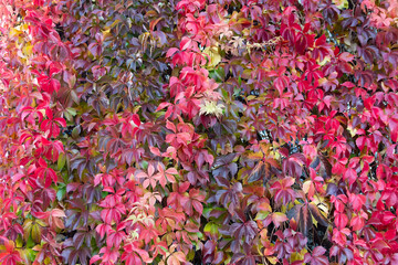 Decorative bright red leaves of Virginia creeper