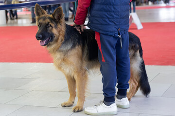 German shepherd dog at the dog show