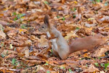 Squirrel in the autumn park