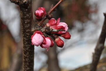 fiori di albicocco