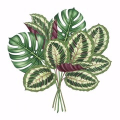 Watercolor Tropical Houseplants Bouquet, Arrangement of Monstera and Calathea Leaves, Isolated on a White Background